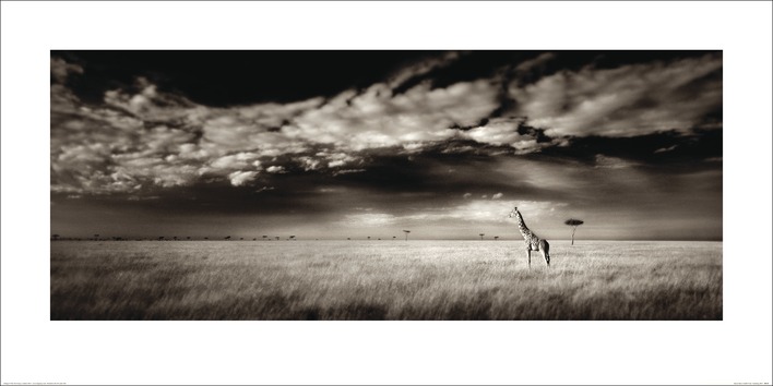 Ian Cumming (Masai Mara Giraffe) Art Prints