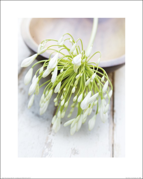 Ian Winstanley (White Still Life I) Art Prints