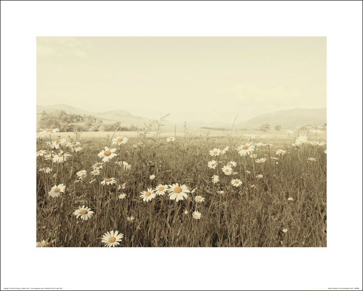 Ian Winstanley (Field of Daisies) Art Prints