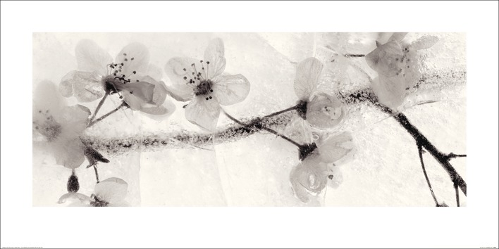 Ryuijie Douglas (Ice Form 22) Art Prints