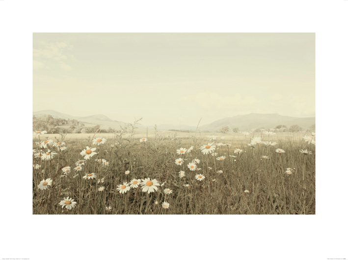 Ian Winstanley (Field of Daisies) Art Prints