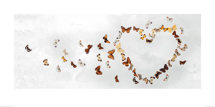 Butterfly Heart Ian Winstanley 45385   ART PRINT  50 x 100cm