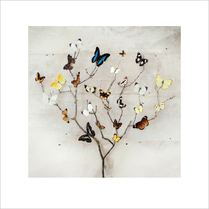 Ian Winstanley (Tree of Butterflies) Art Prints