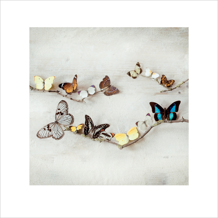 Ian Winstanley (Array of Butterflies) Art Prints