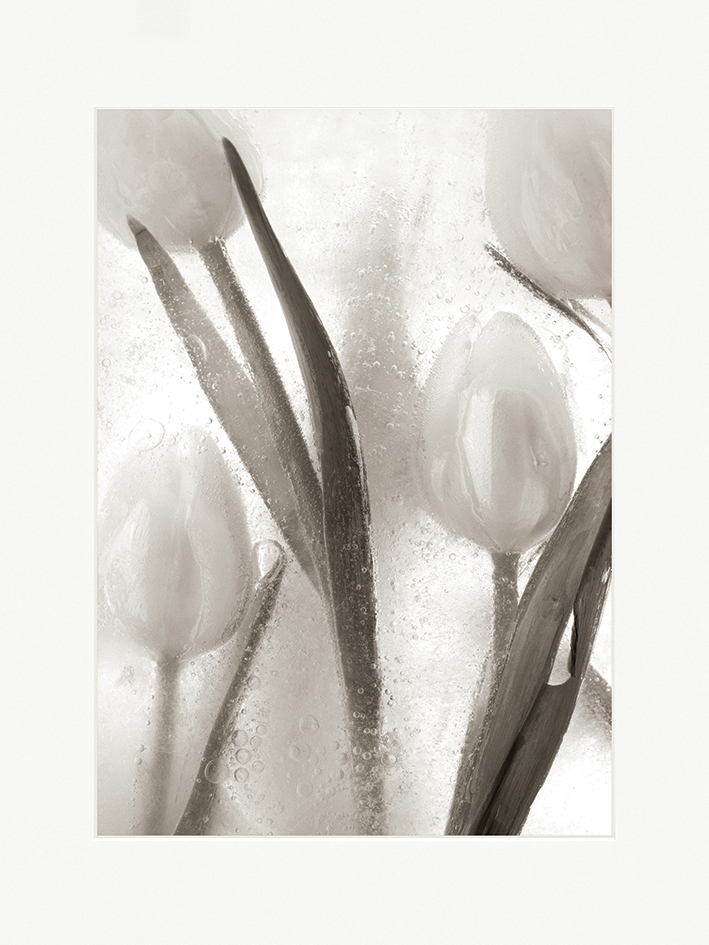 Ryuijie Douglas (Ice Form 7) Mounted Print