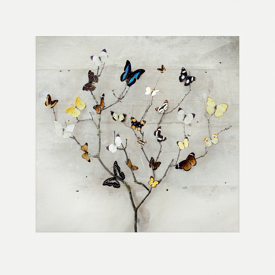 Ian Winstanley (Tree of Butterflies) Mounted Prints