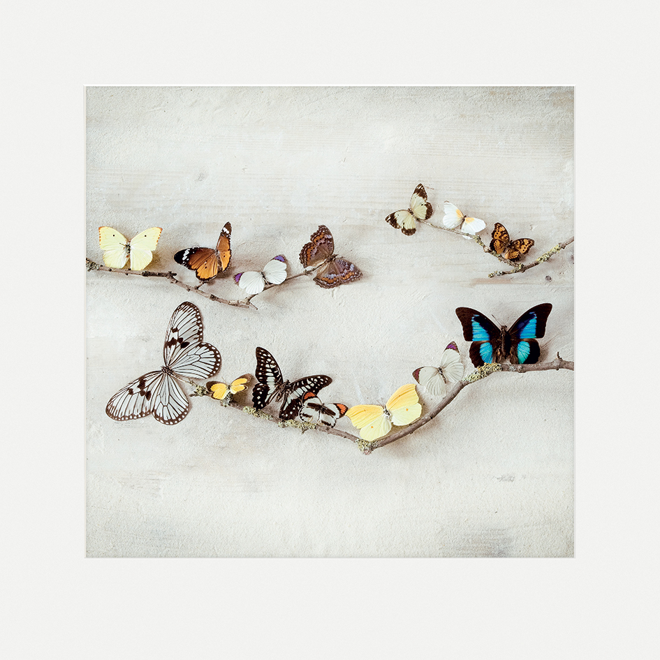 Ian Winstanley (Array of Butterflies) Mounted Print