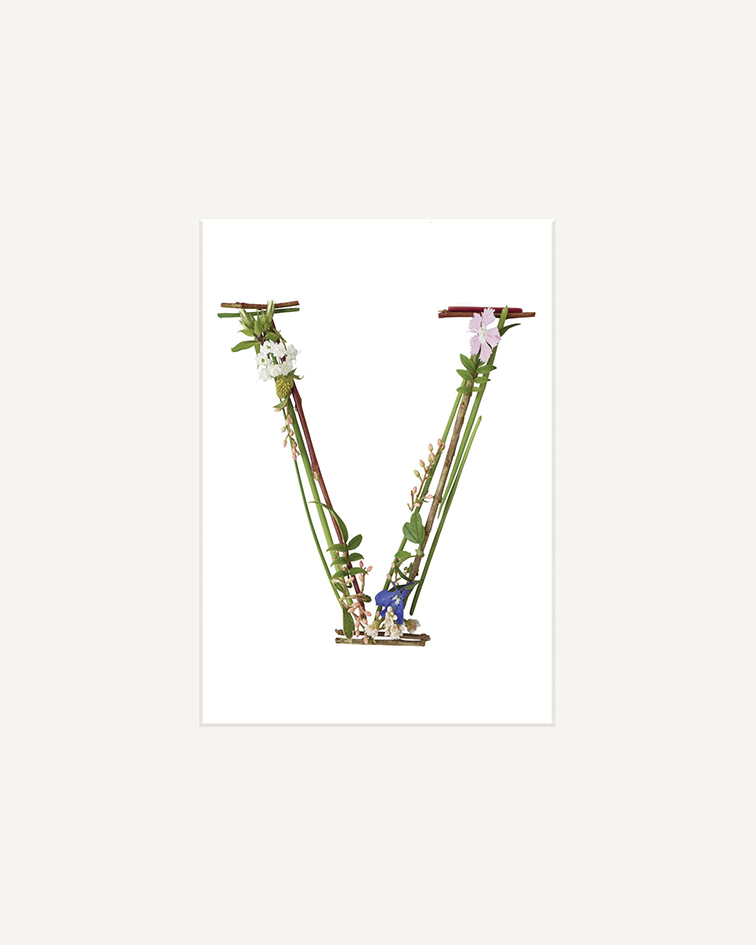 Howard Shooter (Floral V) Mounted Print