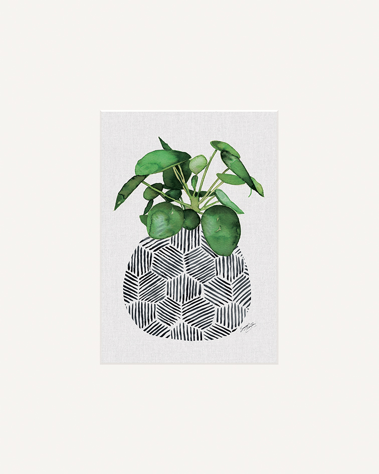Summer Thornton (Chinese Money Plant) Mounted Prints