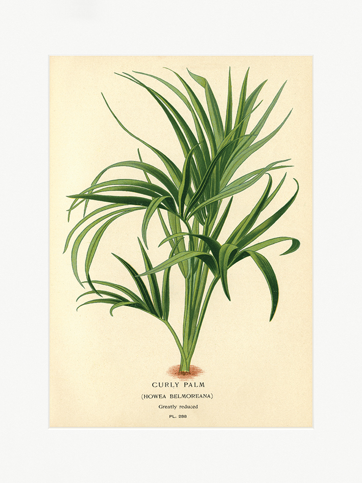 Piddix (Curry Palm) Mounted Print