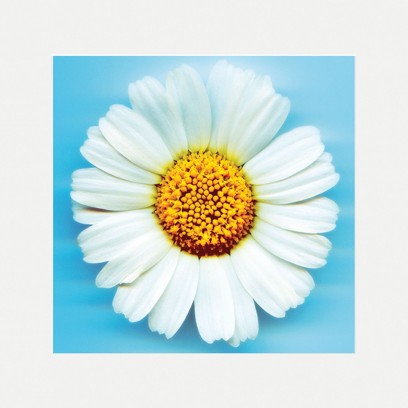 Big Daisy Mounted Print