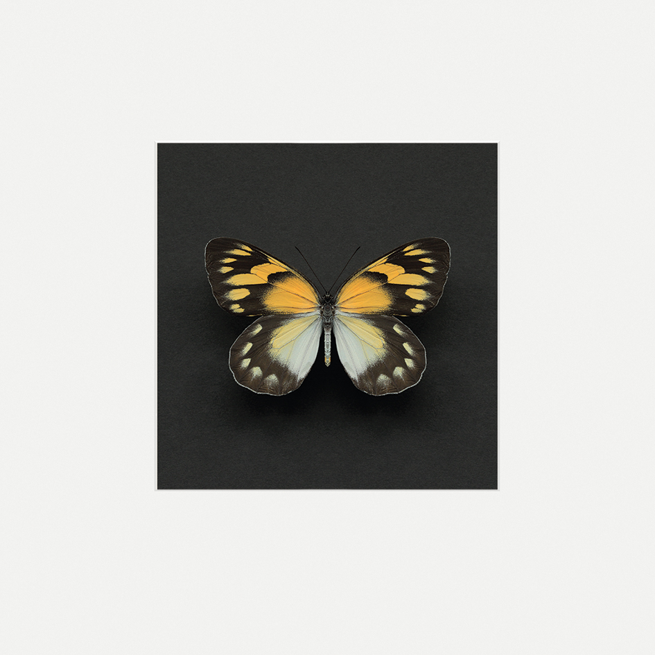 Alyson Fennell (Delias Butterfly) Mounted Print
