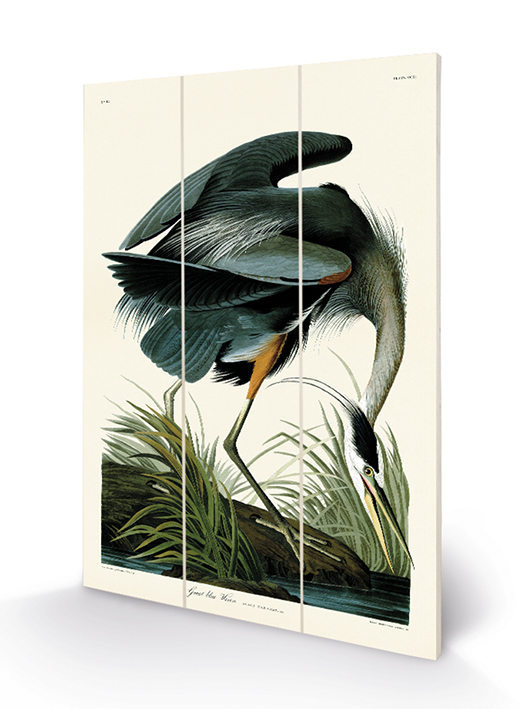 John James Audubon (Great Blue Heron) Wood Prints