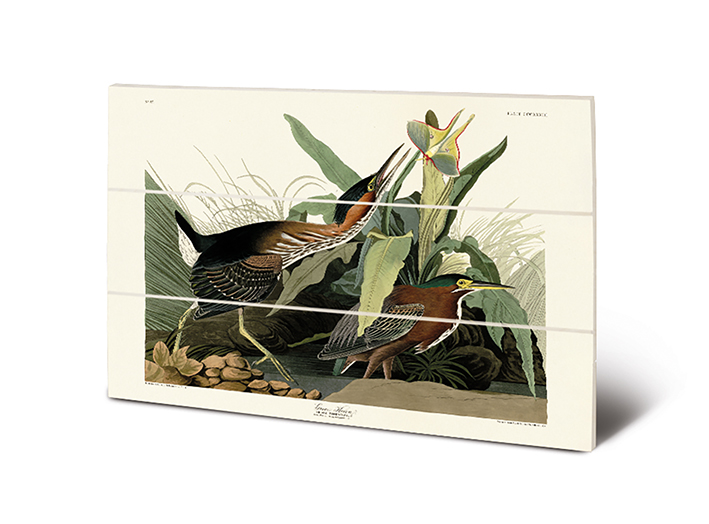 John James Audubon (Green Heron) Wood Prints