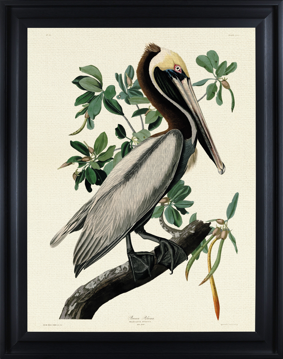 John James Audubon (Brown Pelican) Framed Canvas Print | The Art Group