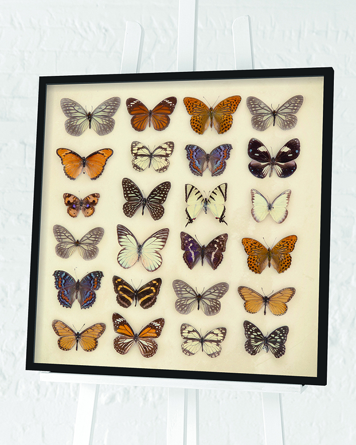 Ian Winstanley (Butterfly Collection) Pre-Framed Art Print | The Art Group