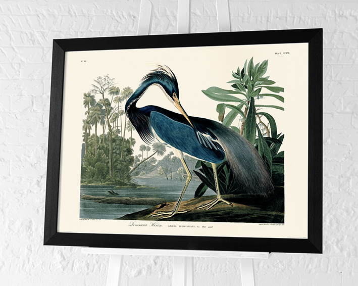 John James Audubon (Louisiana Heron) Pre-Framed Art Prints