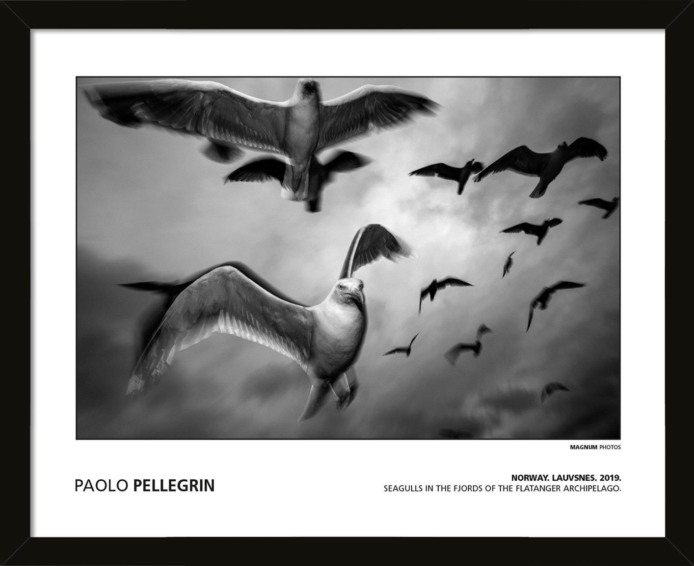 MAGNUM PHOTOS (PAOLO PELLEGRIN - NORWAY. LAUVSNES. 2019. SEAGULLS IN THE FJORDS OF THE FLATANGER ARCHIPELAGO.) Pre-Framed Art Poster