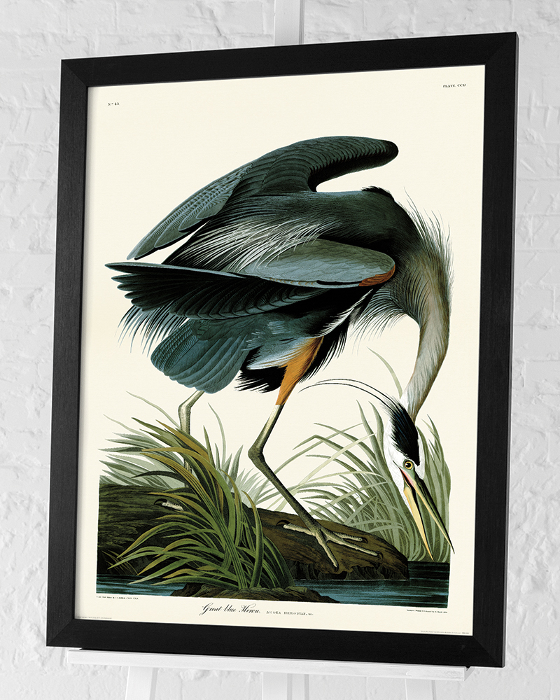 John James Audubon (Great Blue Heron) Pre-Framed Art Print