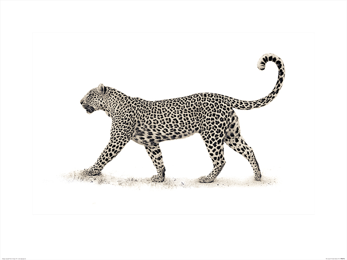 Mario Moreno (The Leopard) Art Print