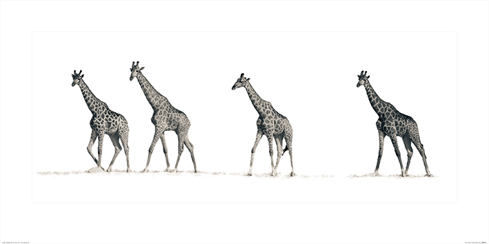 Mario Moreno (The Giraffes) Art Print