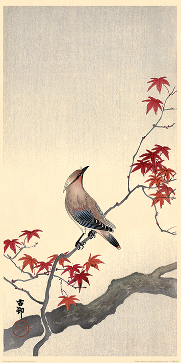 Ohara Koson (Japanese Waxwing on Maple) Art Prints