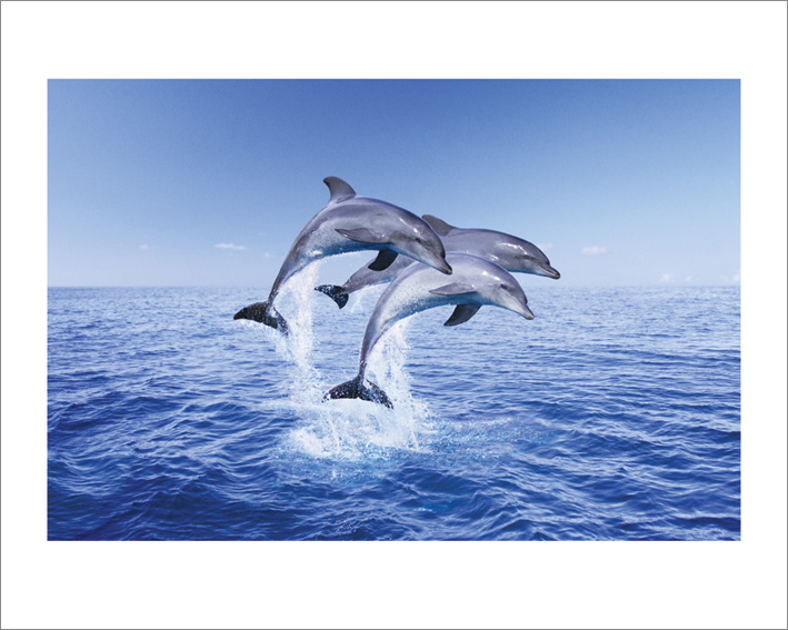 Dolphin Trio Art Print