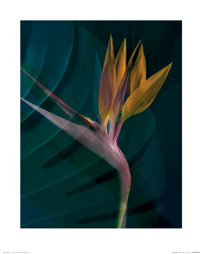 Ian Winstanley (Dark Tropics IV)  Art Prints