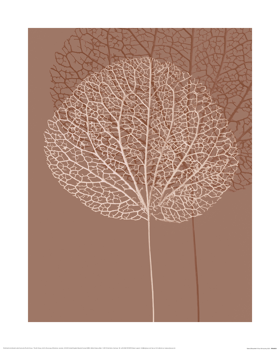 Ian Winstanley (Stem Silhouette I) Art Print