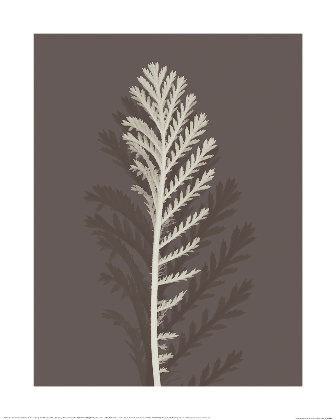 Ian Winstanley (Stem Silhouette III) Art Prints