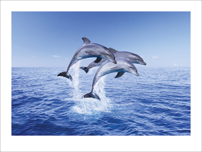 Dolphin Trio Art Prints