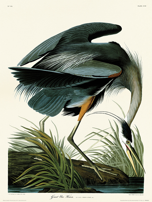 John James Audubon (Great Blue Heron) Art Prints