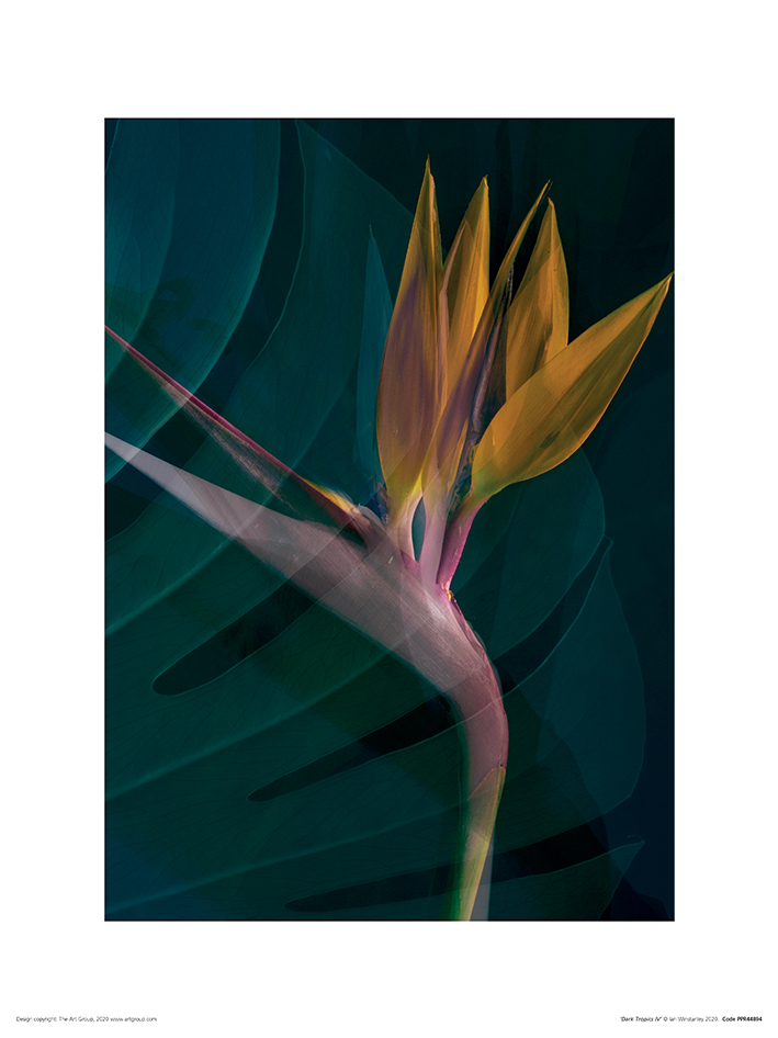 Ian Winstanley (Dark Tropics IV)  Art Prints