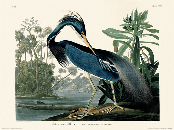 John James Audubon (Louisiana Heron) Art Print