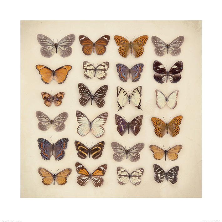 Ian Winstanley (Butterfly Collection) Art Print