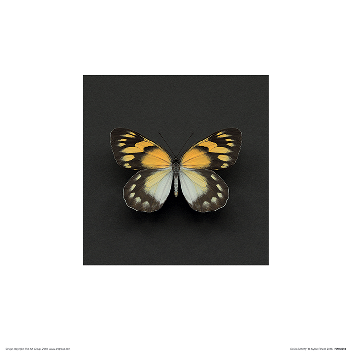 Alyson Fennell (Delias Butterfly) Art Prints