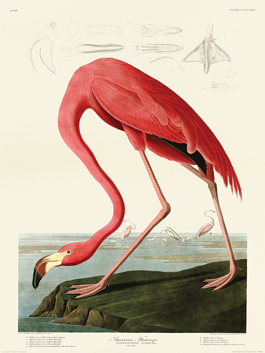 John James Audubon (American Flamingo) Art Prints