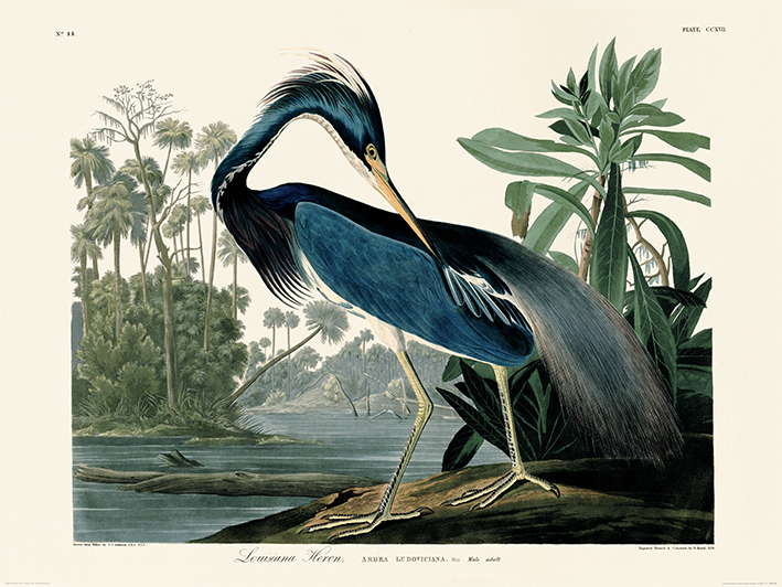 John James Audubon (Louisiana Heron) Art Prints