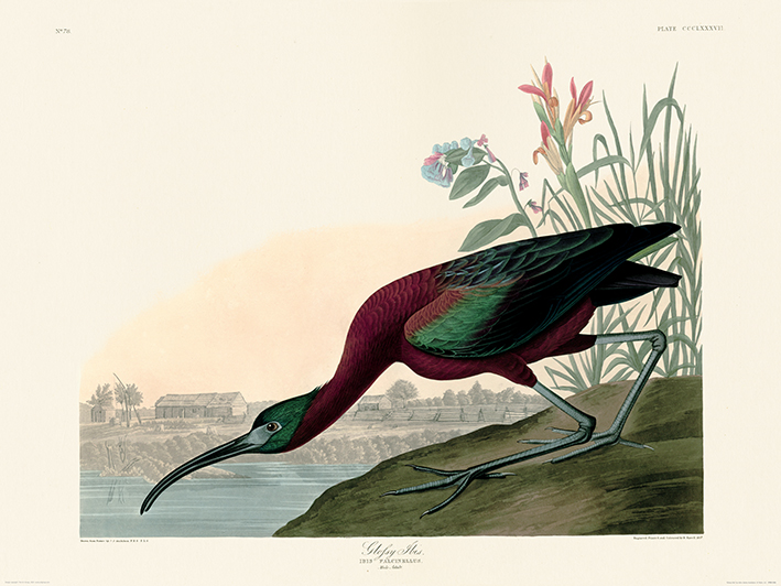 John James Audubon (Glossy Ibis) Art Prints