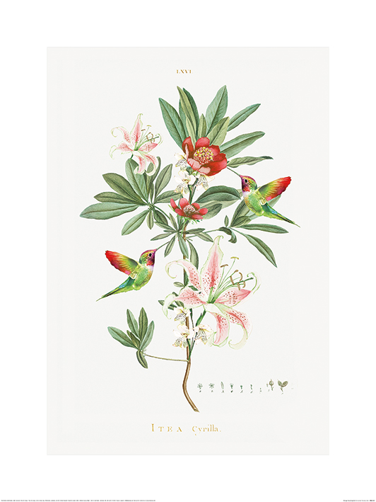 Summer Thornton (Vintage Hummingbirds) Art Print