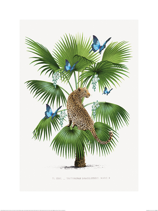 Summer Thornton (Leopard Palm) Art Prints