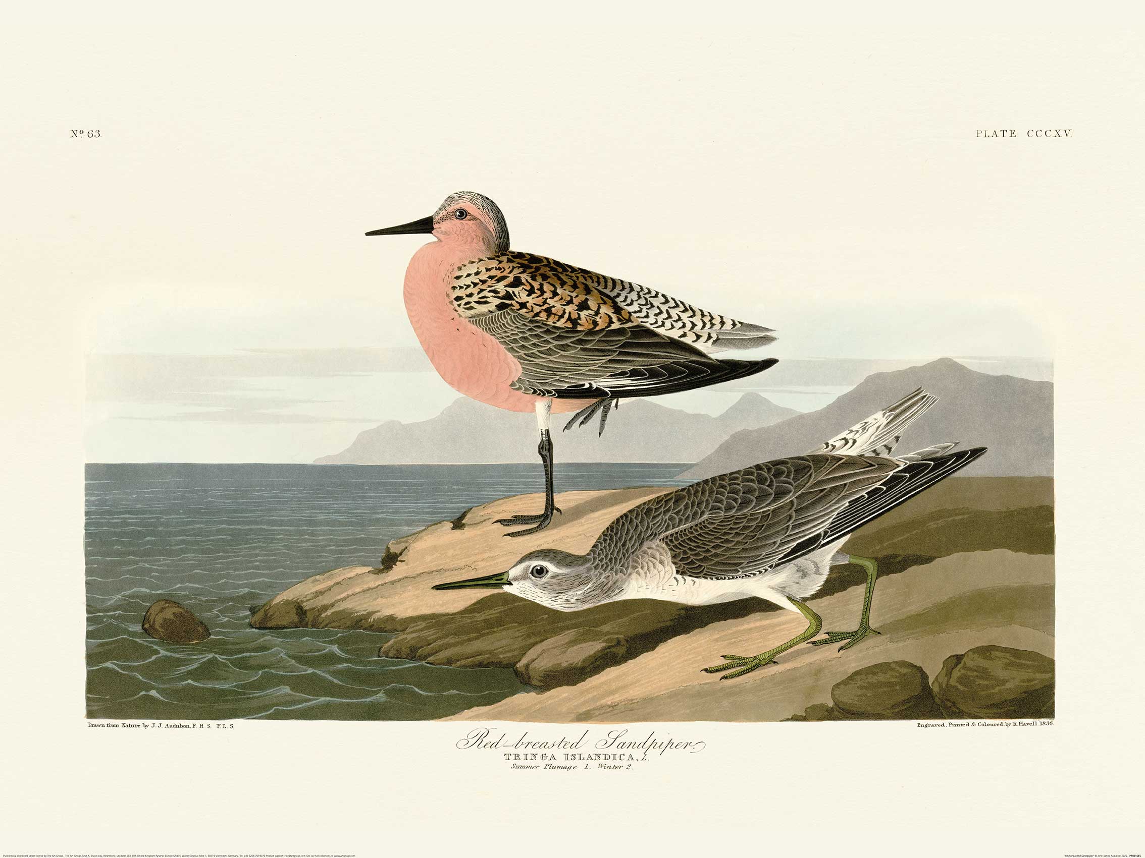 John James Audubon (Red-breasted Sandpiper) Art Prints
