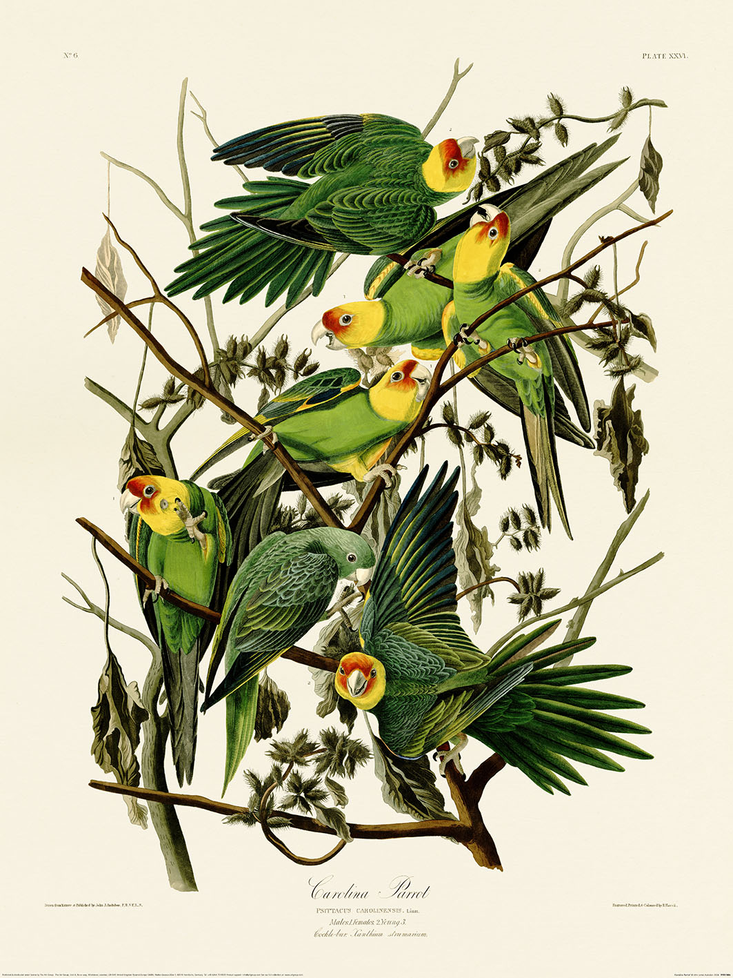 John James Audubon (Carolina Parrot) Art Print
