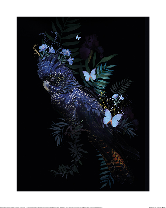 Summer Thornton (Cockatoo) Art Print | The Art Group