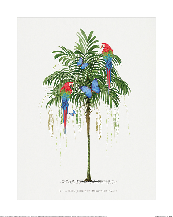 Summer Thornton (Parrot Palm) Art Print | The Art Group