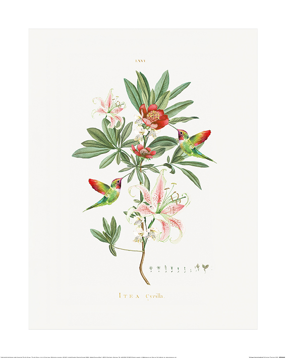 Summer Thornton (Vintage Hummingbirds) Art Prints