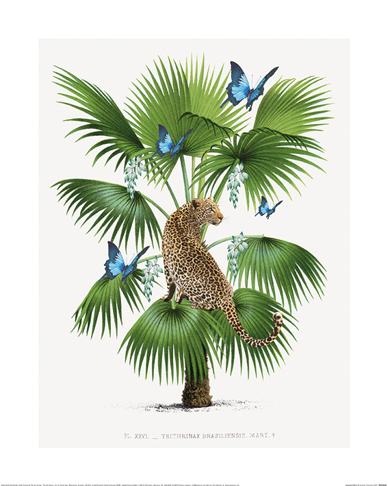 Summer Thornton (Leopard Palm) Art Prints