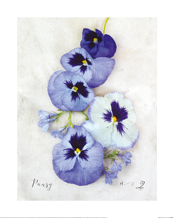 Heather Johnston (Pansy) Art Print