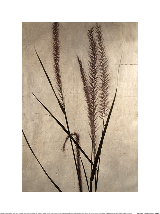 Heather Johnston (Dried Grasses I) Art Print  The Art Group