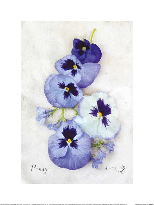 Heather Johnston (Pansy) Art Prints